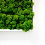 green homes