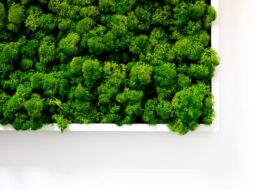 green homes